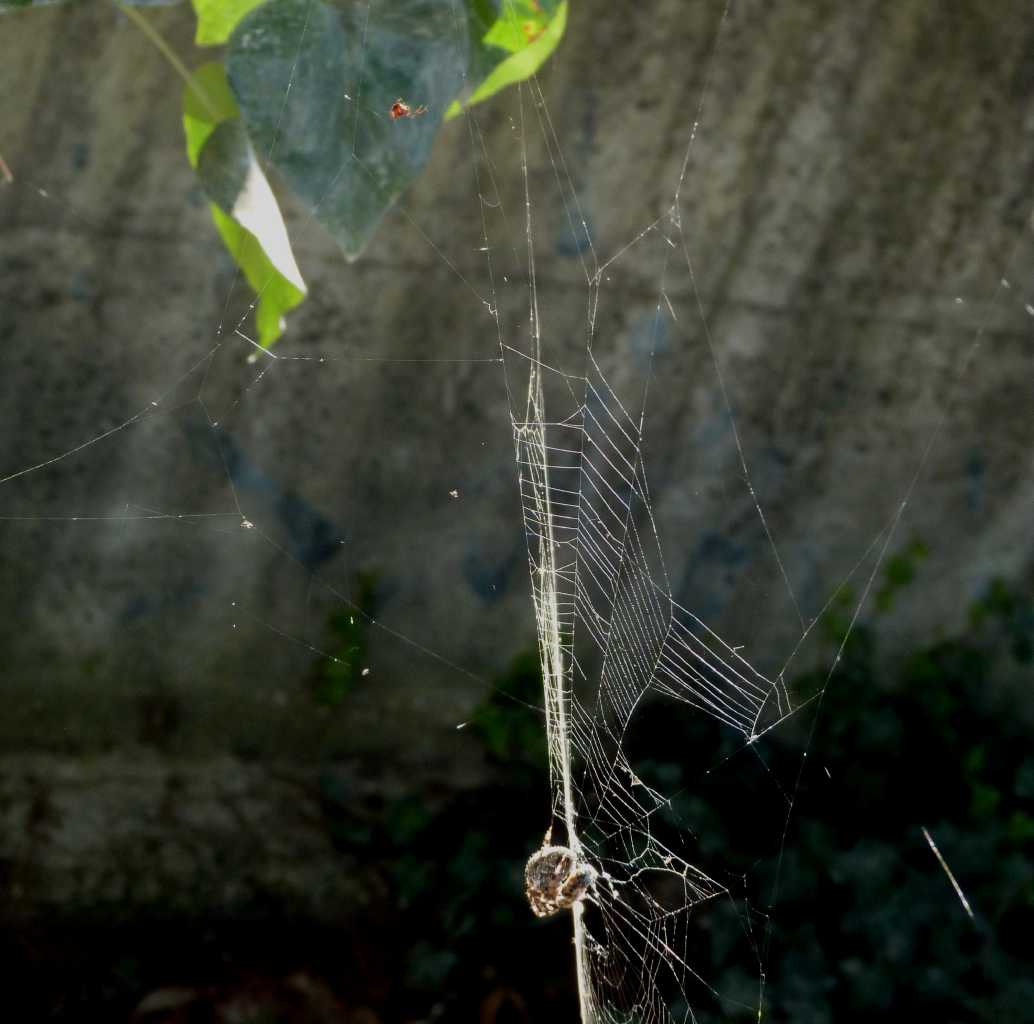 Gli astuti Argyrodes